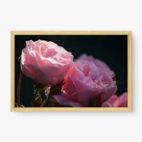 Quadro Decorativo Rosas Delicadas – Romantismo e Suavidade