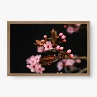 Quadro Decorativo Florescer em Foco - Quadros de flores Quadro Decorativo Florescer em Foco - Quadros de flores