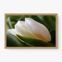Quadro Decorativo Tulipa Branca – Pureza e Elegância Natural