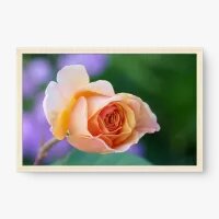 Quadro Decorativo Rosa Laranja – Delicadeza e Calidez Natural