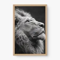 Quadro Decorativo Rei Orgulhoso – Quadro Leão Imponente