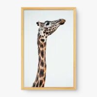 Quadro Decorativo Girafa Imponente – Quadro Girafa Elegante