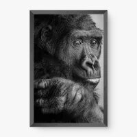 Quadro Decorativo Gorila P&B - Quadros de animais Quadro Decorativo Gorila P&B - Quadros de animais