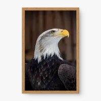 Quadro Decorativo Perfil da Águia – Arte Moderna e Imponente Quadro Decorativo Perfil da Águia – Arte Moderna e Imponente