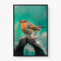 Quadro Decorativo Pisco de Peito Ruivo – Arte Natural e Serena Quadro Decorativo Pisco de Peito Ruivo – Arte Natural e Serena