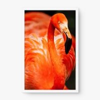 Quadro Decorativo Flamingo Americano – Arte Leve e Elegante
