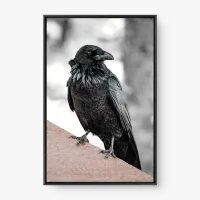 Quadro Decorativo Corvo Observador - Quadros de animais Quadro Decorativo Corvo Observador - Quadros de animais