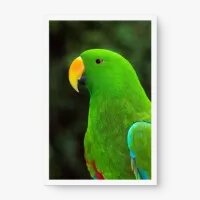 Quadro Decorativo Papagaio de Perfil - Quadros de animais Quadro Decorativo Papagaio de Perfil - Quadros de animais