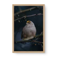 Quadro Decorativo Tico-tico Coroa-Dourada - Quadros de animais Quadro Decorativo Tico-tico Coroa-Dourada - Quadros de animais