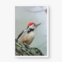 Quadro Decorativo Pica-Pau – Arte Natural e Vibrante