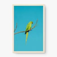 Quadro Decorativo Periquito Indiano – Arte Tropical e Elegante