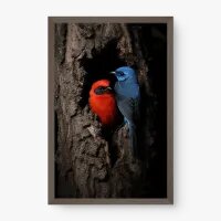 Quadro Decorativo Suga-Mel Escarlate e Gaio Unicolor – Arte Natural