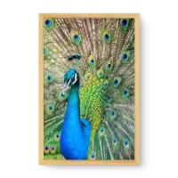 Quadro Decorativo Pavão Esplendoroso – Arte em Aquarela Vibrante