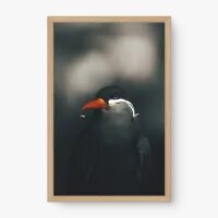 Quadro Decorativo Gaviotinha-monja - Quadros de animais Quadro Decorativo Gaviotinha-monja - Quadros de animais