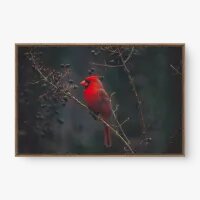 Quadro Decorativo Cardeal-do-norte - Quadros de animais Quadro Decorativo Cardeal-do-norte - Quadros de animais