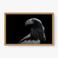 Quadro Decorativo Águia-pesqueira - Quadros de animais Quadro Decorativo Águia-pesqueira - Quadros de animais