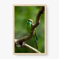 Quadro Decorativo Abelharuco-australiano - Quadros de animais Quadro Decorativo Abelharuco-australiano - Quadros de animais