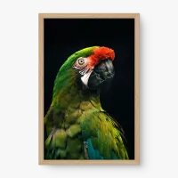 Quadro Decorativo Arara Militar – Arte Tropical em Aquarela