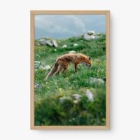 Quadro Decorativo Raposa no Campo - Quadros de animais Quadro Decorativo Raposa no Campo - Quadros de animais