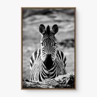 Quadro Decorativo Zebra P&B - Quadros de animais Quadro Decorativo Zebra P&B - Quadros de animais
