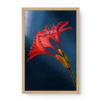 Quadro Decorativo Amaryllis - Quadros de flores