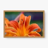 Quadro Decorativo Lírio Laranja - Quadros de flores