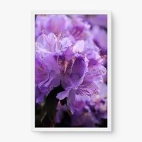 Quadro Decorativo Lírios Lilás - Quadros de flores