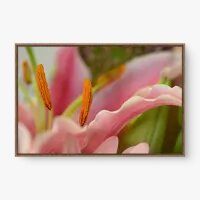 Quadro Decorativo Pétala Lírio - Quadros de flores