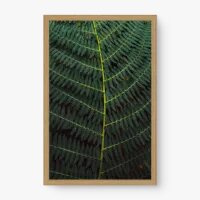 Quadro Decorativo Folha de Samambaia – Quadro Botânico Moderno