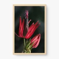 Quadro Decorativo Pavonia Multiflora - Quadros de flores