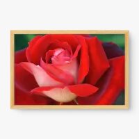 Quadro Decorativo Rosa em Close - Quadros de flores Quadro Decorativo Rosa em Close - Quadros de flores