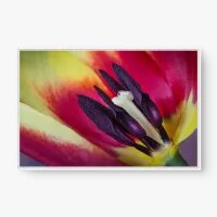 Quadro Decorativo Tulipa em Close – Macro Fotografia Floral