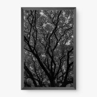 Quadro Decorativo Árvore P&B - Quadros com natureza