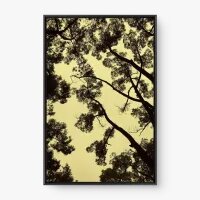 Quadro Decorativo Árvore & Céu - Quadros com natureza