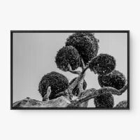 Quadro Decorativo Poda Redonda - Quadros com natureza Quadro Decorativo Poda Redonda - Quadros com natureza